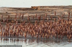 组图:千人死海裸.泳 摄影师拍摄千人“果漂”死海